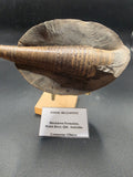 Belemnite Fossil in Matrix – Cretaceous | Blackdown Formation, Walsh River, QLD