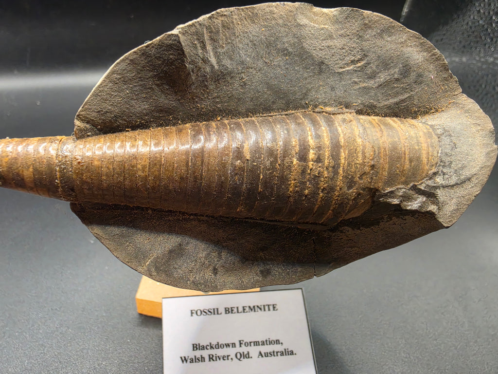 Belemnite Fossil in Matrix – Cretaceous | Blackdown Formation, Walsh River, QLD