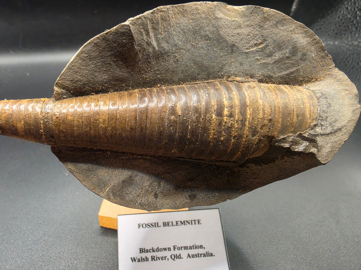 Belemnite Fossil in Matrix – Cretaceous | Blackdown Formation, Walsh River, QLD