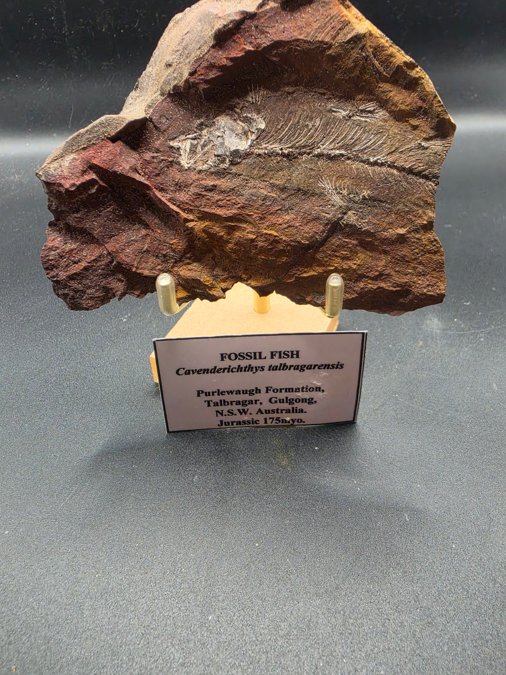 Cavenderichthys talbragarensis Fossil Fish in Matrix – Jurassic | Purlewaugh Formation, Gulgong, NSW