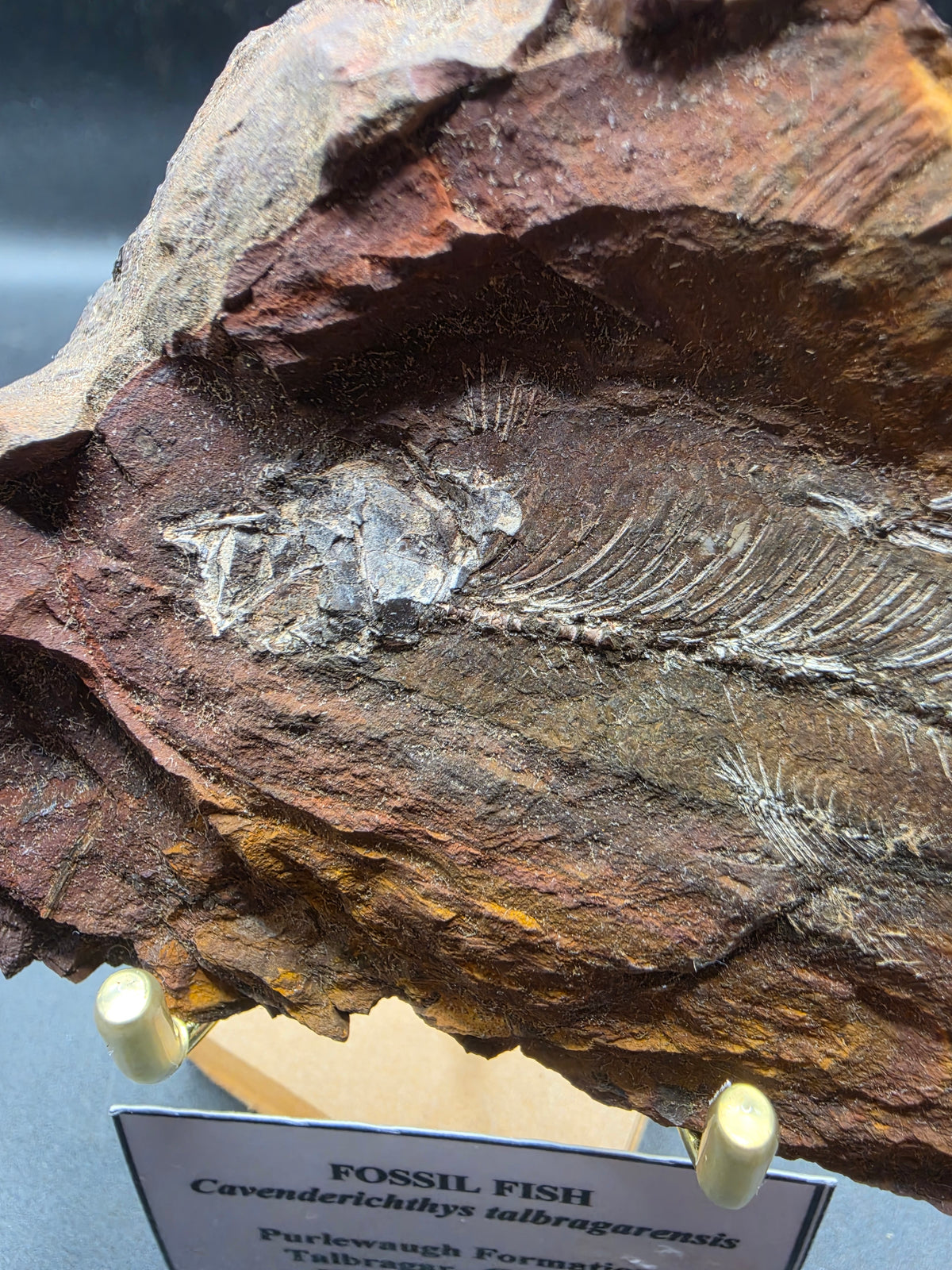Cavenderichthys talbragarensis Fossil Fish in Matrix – Jurassic | Purlewaugh Formation, Gulgong, NSW
