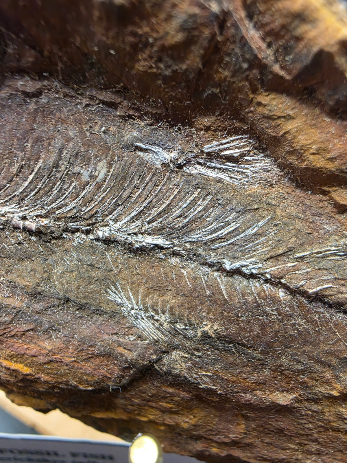Cavenderichthys talbragarensis Fossil Fish in Matrix – Jurassic | Purlewaugh Formation, Gulgong, NSW