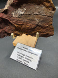 Cavenderichthys talbragarensis Fossil Fish in Matrix – Jurassic | Purlewaugh Formation, Gulgong, NSW
