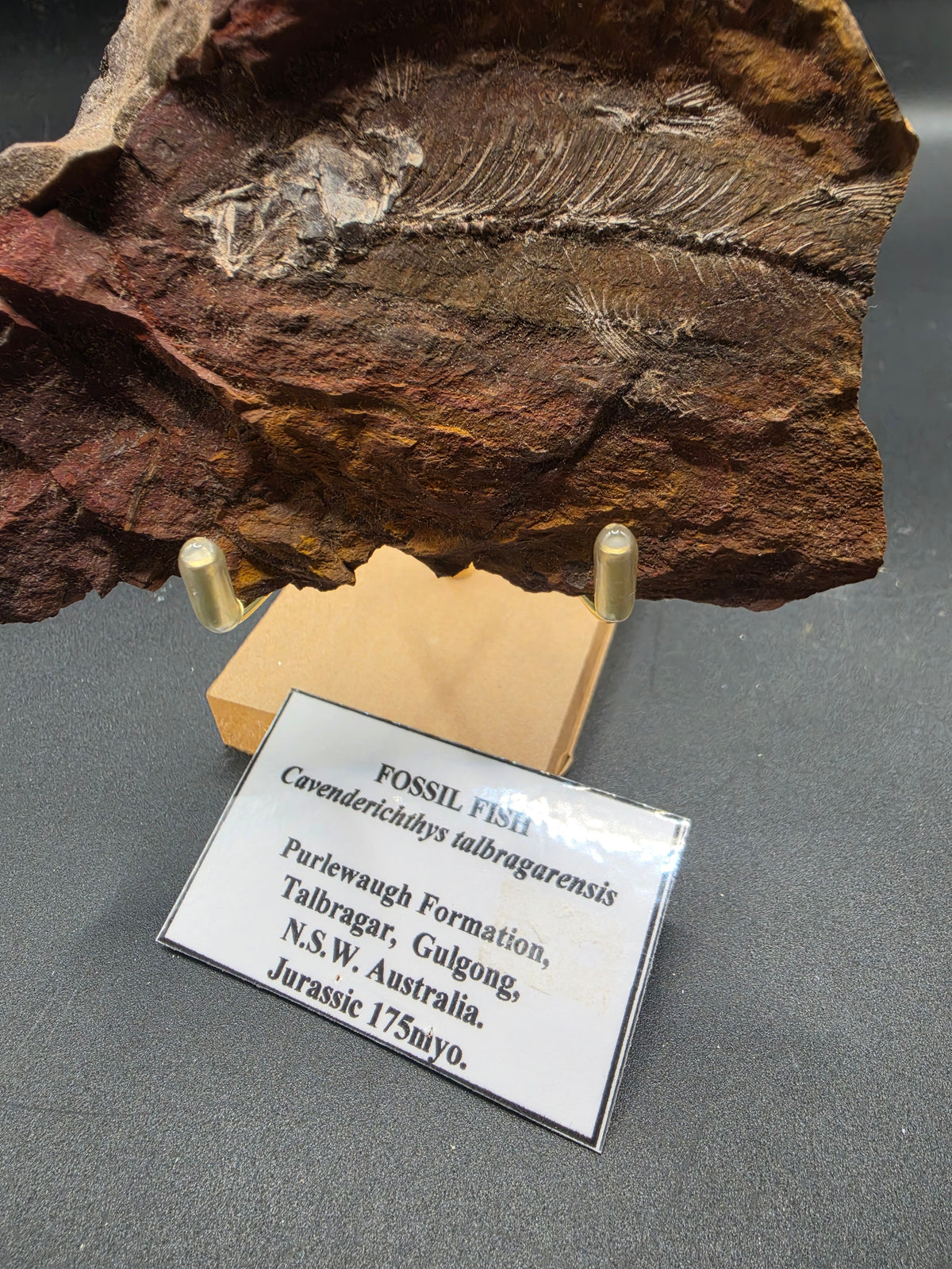 Cavenderichthys talbragarensis Fossil Fish in Matrix – Jurassic | Purlewaugh Formation, Gulgong, NSW
