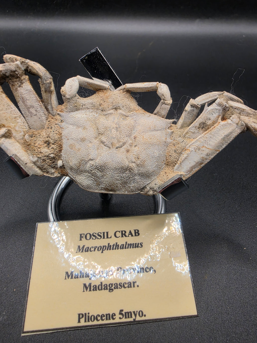 Macrophthalmus Fossil – Pliocene | Mahajanga Province, Madagascar