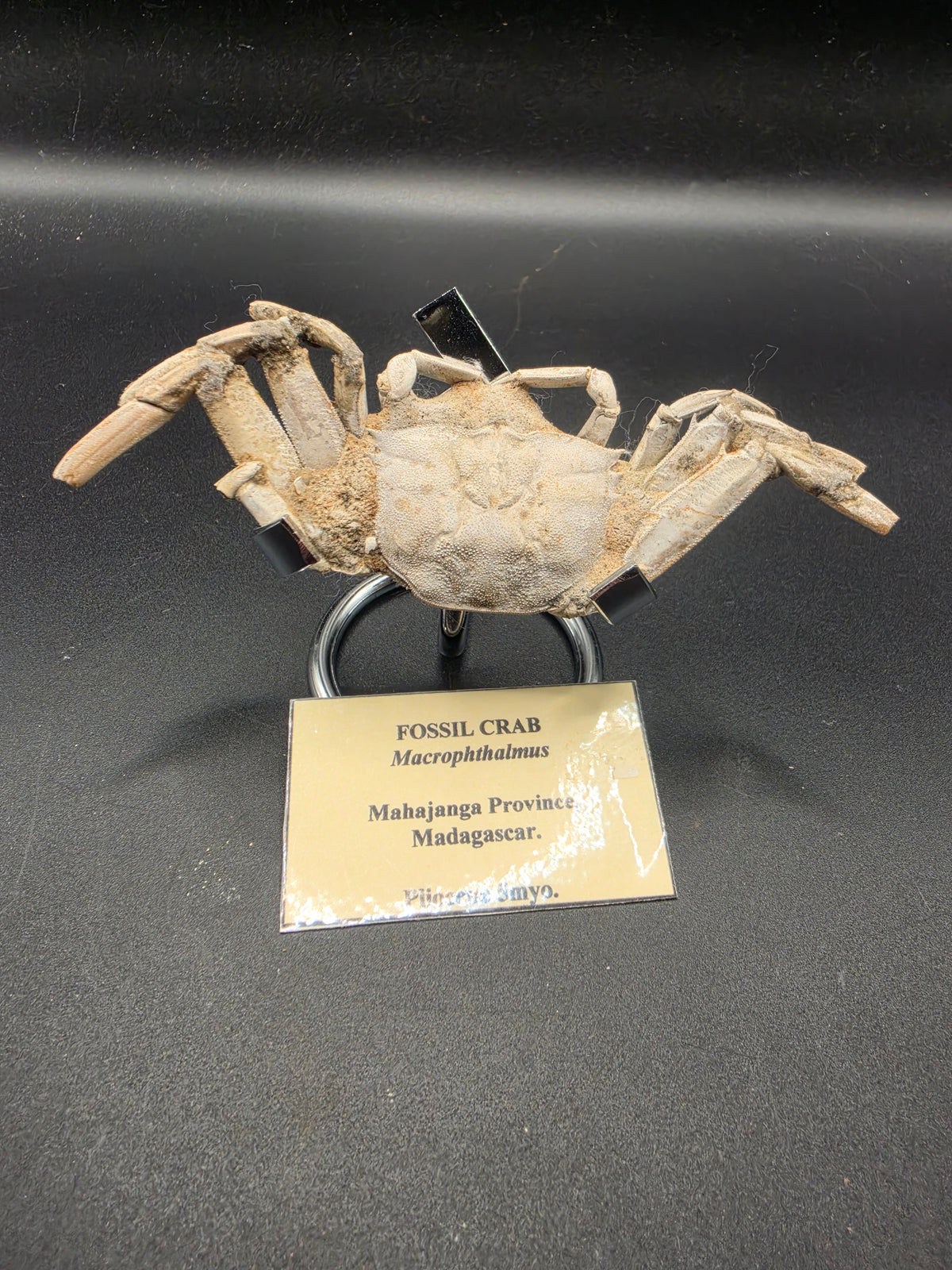 Macrophthalmus Fossil – Pliocene | Mahajanga Province, Madagascar
