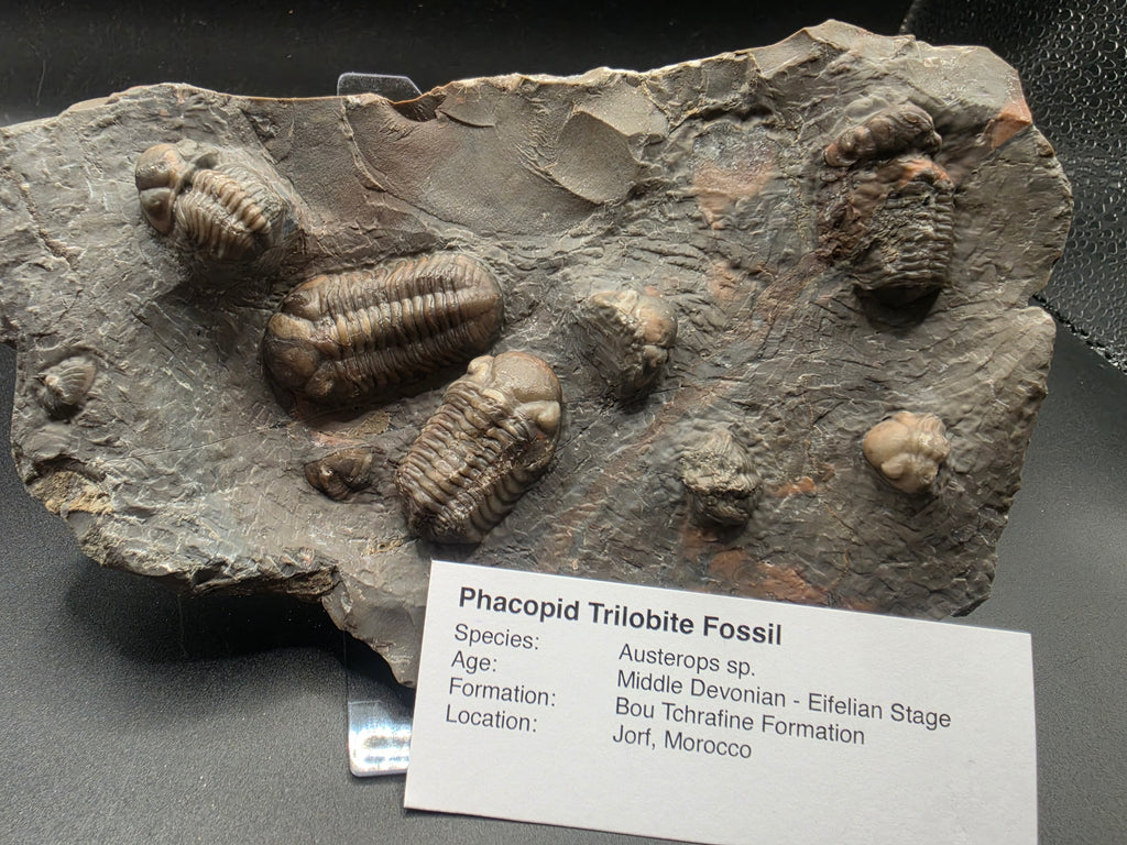 Austerops Trilobite Fossil – Middle Devonian (Eifelian) | Bou Tchrafine Formation, Jorf, Morocco