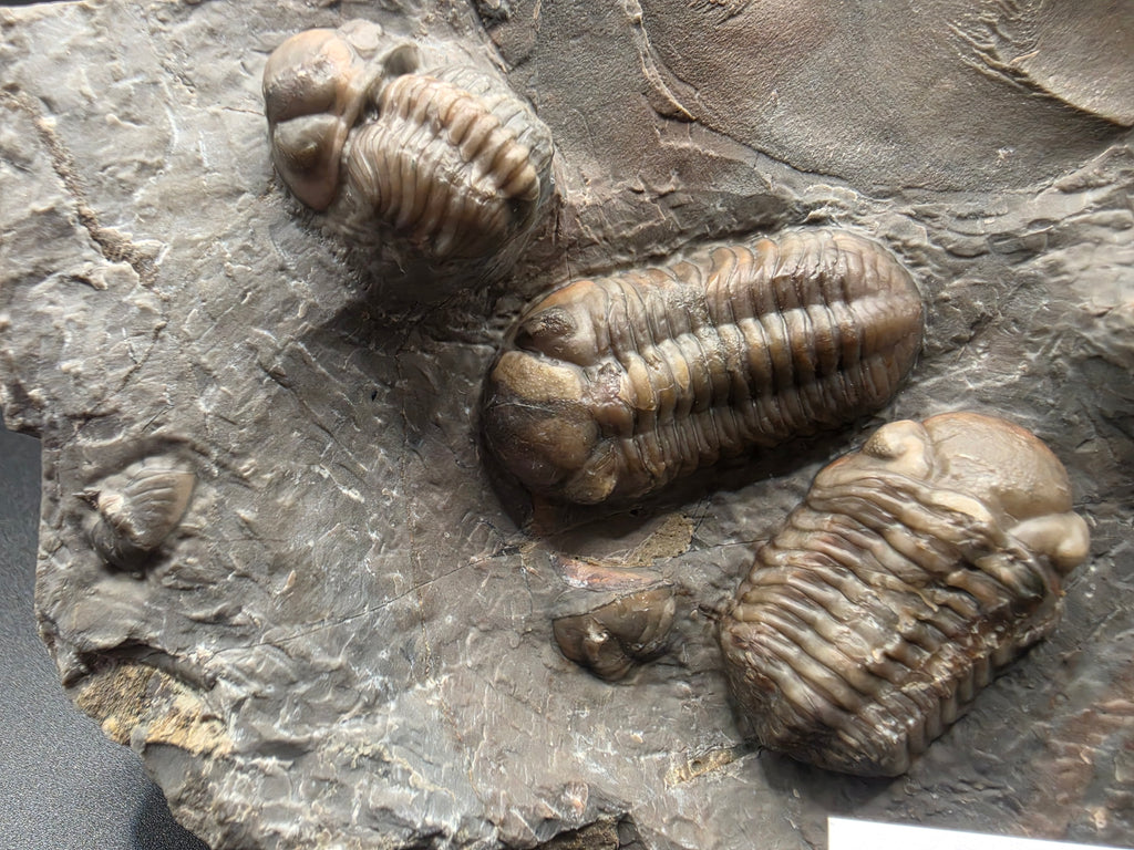 Austerops Trilobite Fossil – Middle Devonian (Eifelian) | Bou Tchrafine Formation, Jorf, Morocco