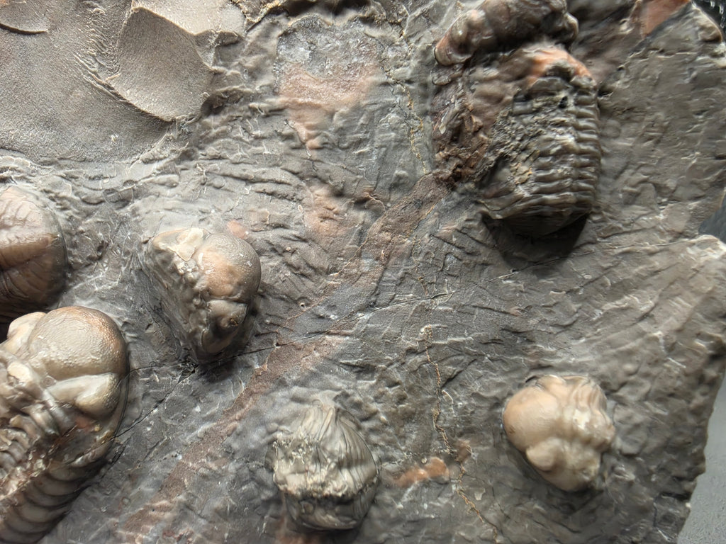 Austerops Trilobite Fossil – Middle Devonian (Eifelian) | Bou Tchrafine Formation, Jorf, Morocco