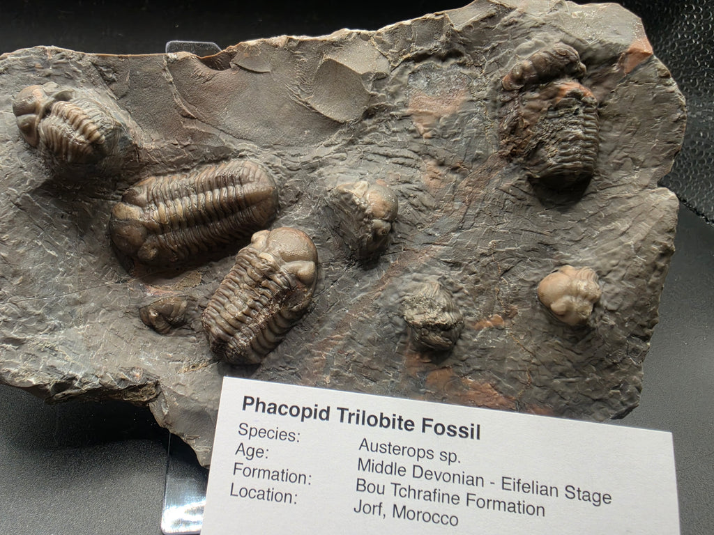 Austerops Trilobite Fossil – Middle Devonian (Eifelian) | Bou Tchrafine Formation, Jorf, Morocco