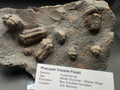 Austerops Trilobite Fossil – Middle Devonian (Eifelian) | Bou Tchrafine Formation, Jorf, Morocco