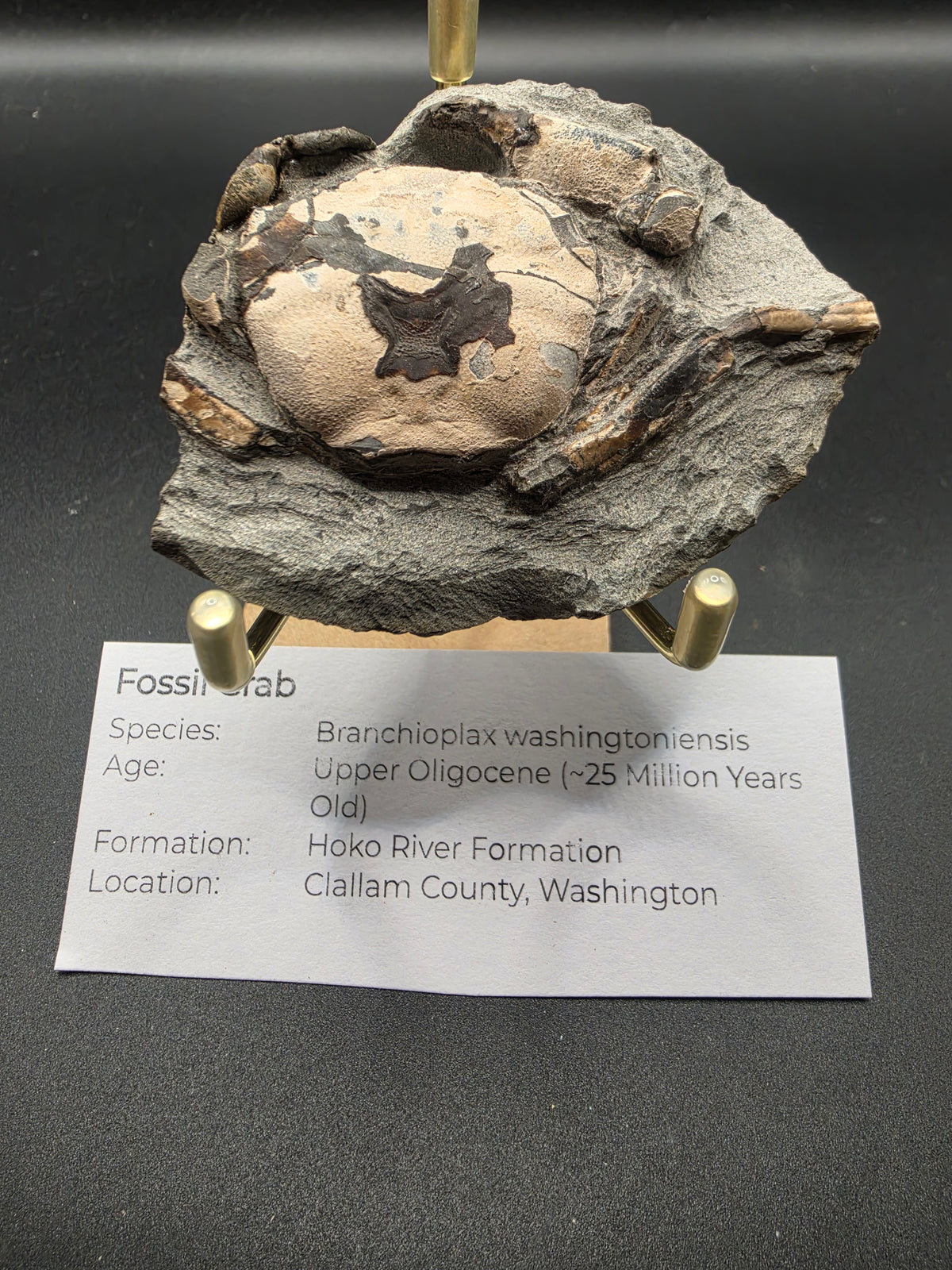 Branchioplax washingtonensis Fossil Crab – Upper Oligocene | Hoko River Formation, Clallam County, Washington, USA