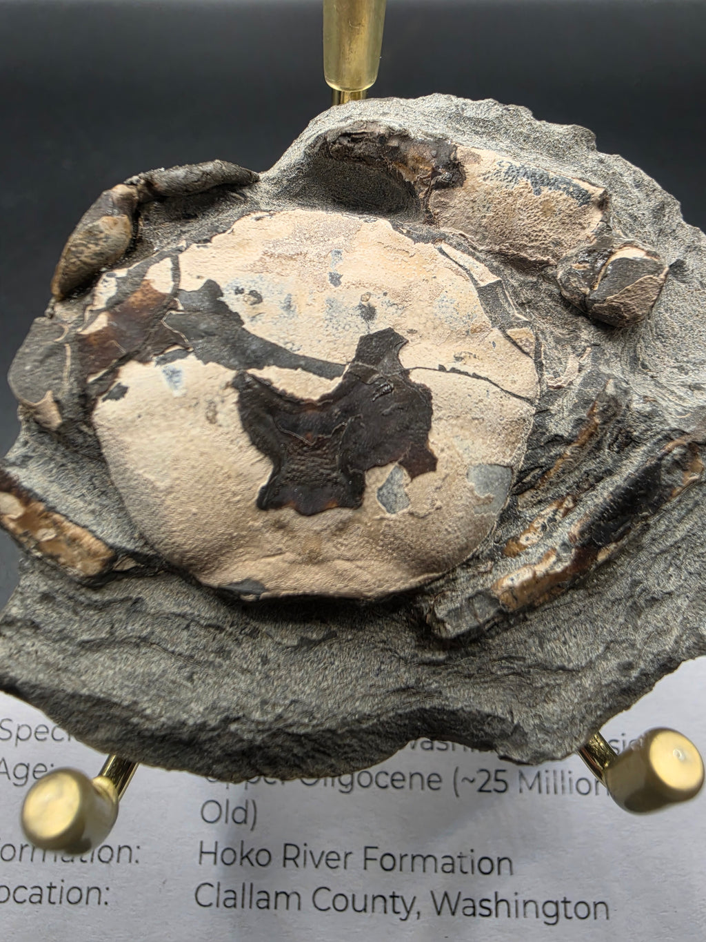 Branchioplax washingtonensis Fossil Crab – Upper Oligocene | Hoko River Formation, Clallam County, Washington, USA