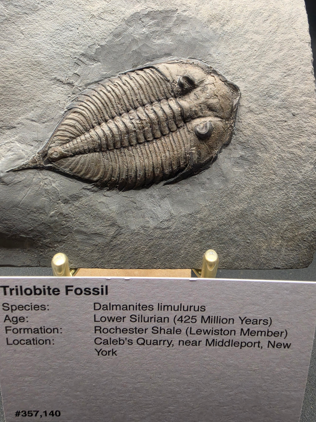 Dalmanites limulurus Trilobite Fossil – Lower Silurian | Rochester Shale, Middleport, New York, USA