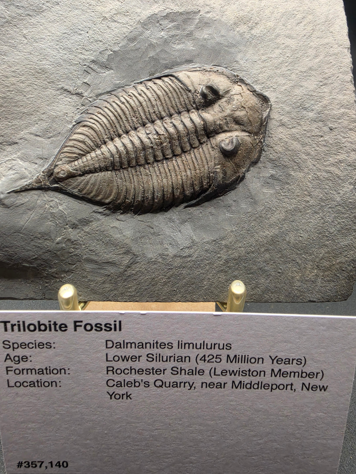 Dalmanites limulurus Trilobite Fossil – Lower Silurian | Rochester Shale, Middleport, New York, USA
