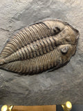 Dalmanites limulurus Trilobite Fossil – Lower Silurian | Rochester Shale, Middleport, New York, USA