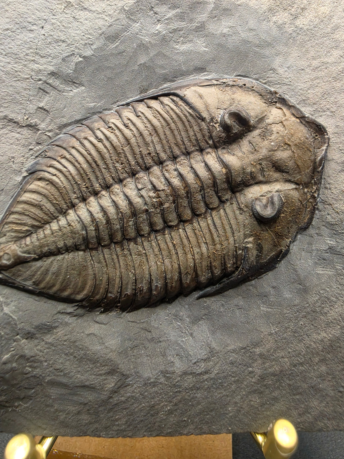 Dalmanites limulurus Trilobite Fossil – Lower Silurian | Rochester Shale, Middleport, New York, USA