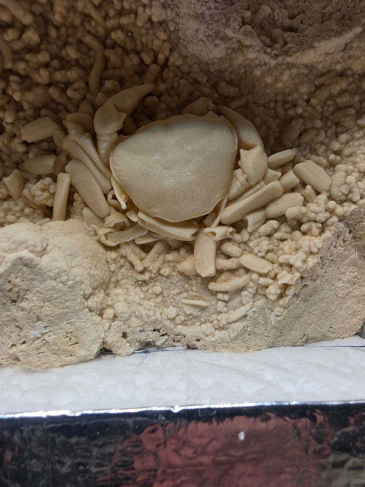 Potamon potamios Fossil Freshwater Crab in Travertine – Pleistocene | Denizli Basin, Turkey