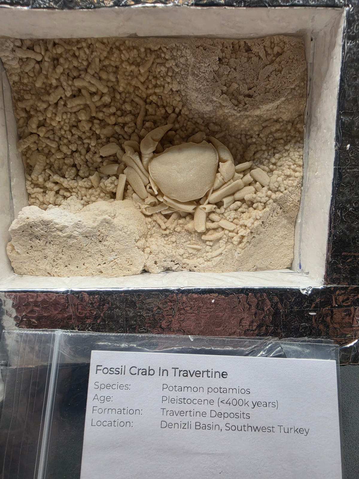 Potamon potamios Fossil Freshwater Crab in Travertine – Pleistocene | Denizli Basin, Turkey