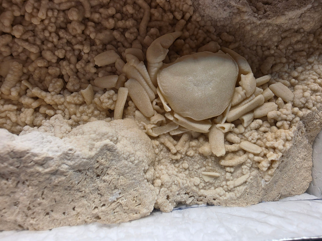 Potamon potamios Fossil Freshwater Crab in Travertine – Pleistocene | Denizli Basin, Turkey
