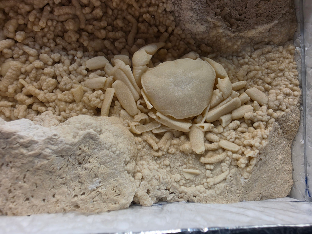 Potamon potamios Fossil Freshwater Crab in Travertine – Pleistocene | Denizli Basin, Turkey