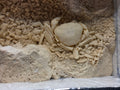 Potamon potamios Fossil Freshwater Crab in Travertine – Pleistocene | Denizli Basin, Turkey