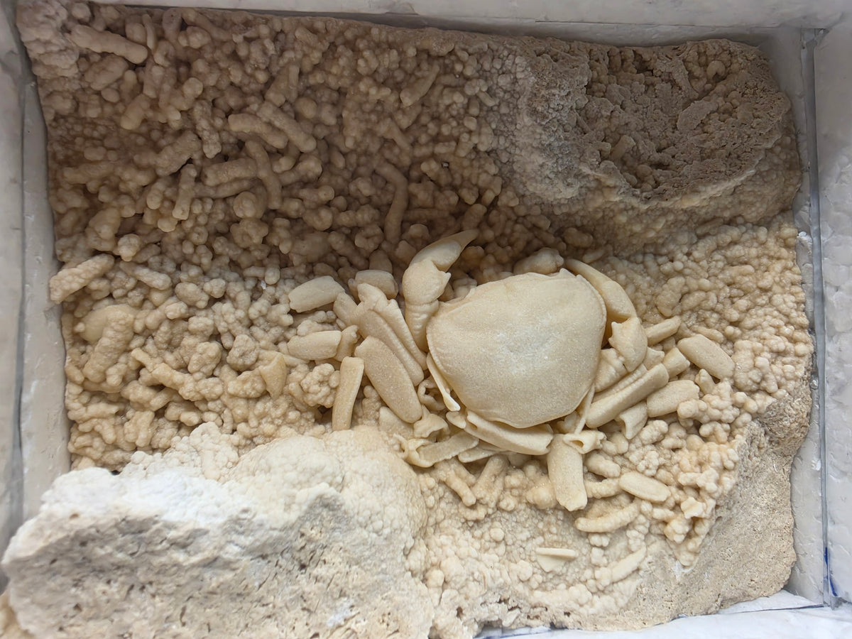 Potamon potamios Fossil Freshwater Crab in Travertine – Pleistocene | Denizli Basin, Turkey