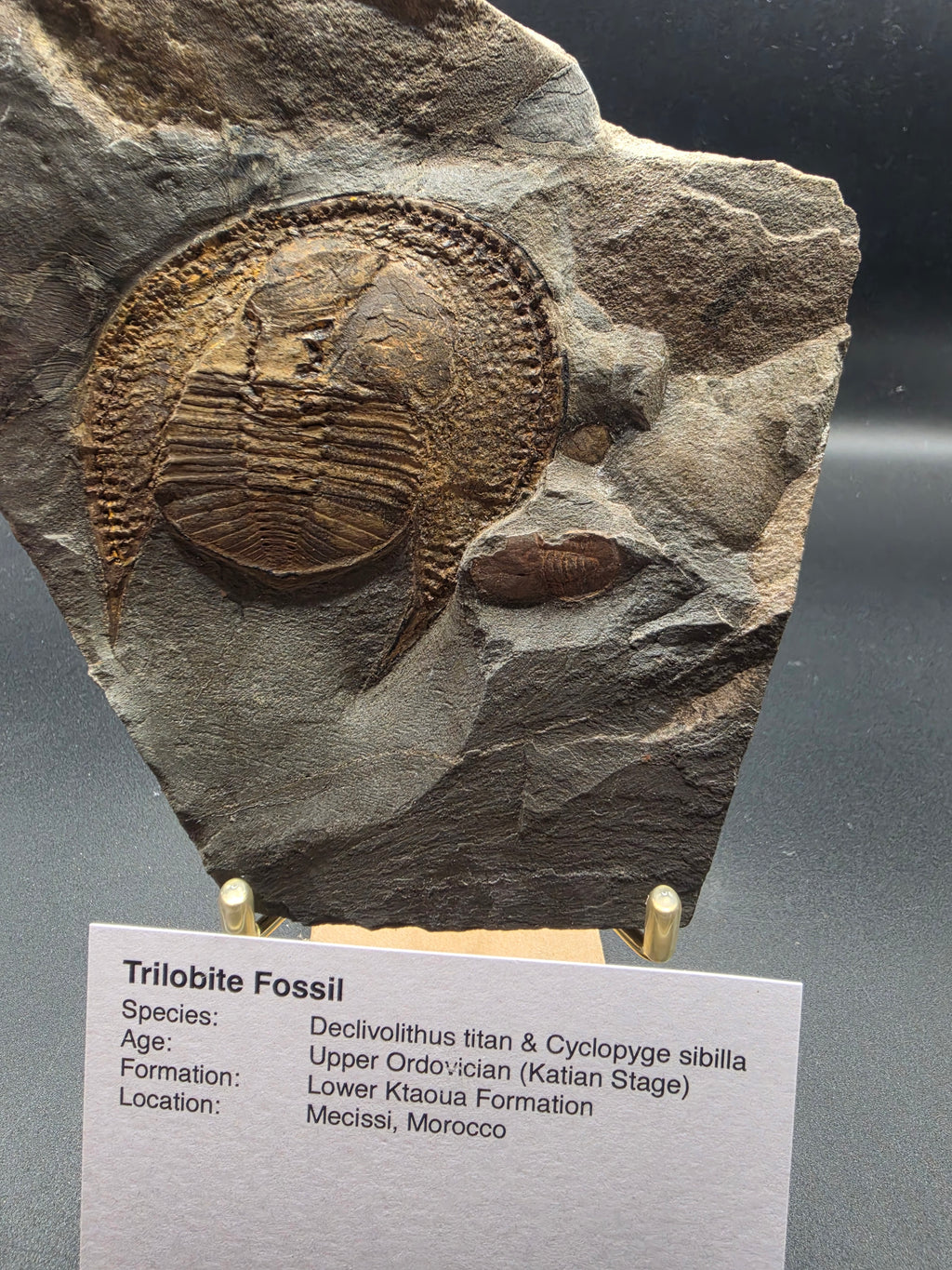 Declivilithus titan & Cyclopyge sibilla Trilobite Fossils in Matrix – Upper Ordovician | Ktaoua Formation, Mecissi, Morocco