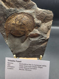 Declivilithus titan & Cyclopyge sibilla Trilobite Fossils in Matrix – Upper Ordovician | Ktaoua Formation, Mecissi, Morocco