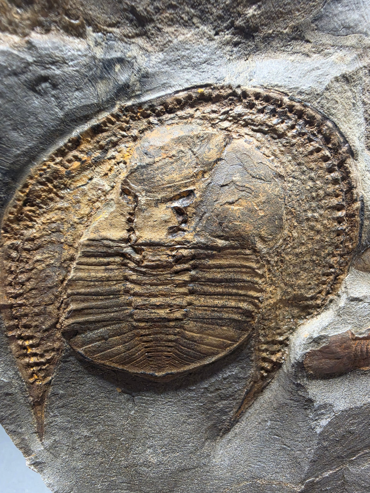 Declivilithus titan & Cyclopyge sibilla Trilobite Fossils in Matrix – Upper Ordovician | Ktaoua Formation, Mecissi, Morocco