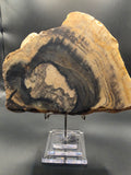 Polished Petrified Wood – Gascoyne, WA