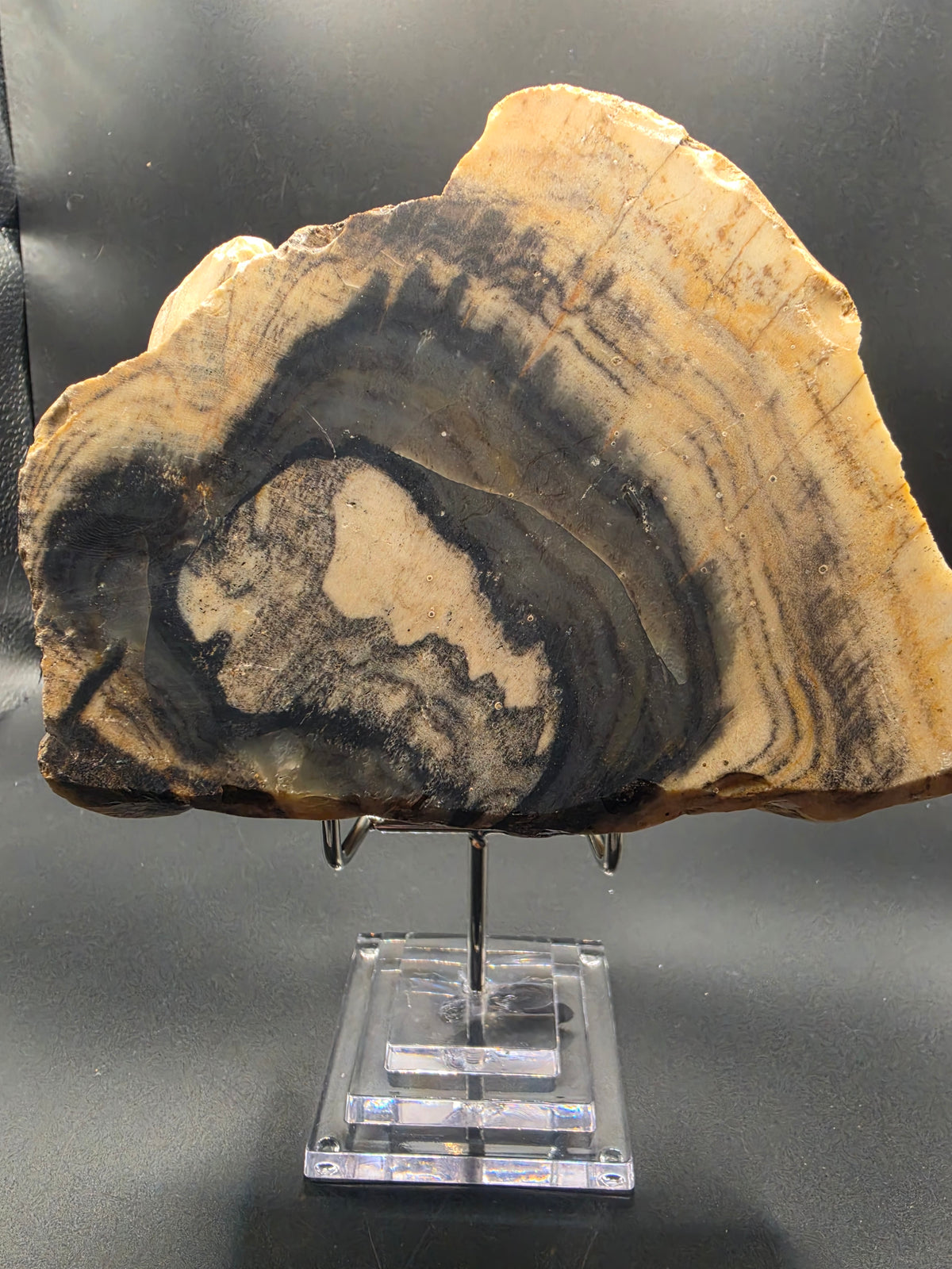 Polished Petrified Wood – Gascoyne, WA