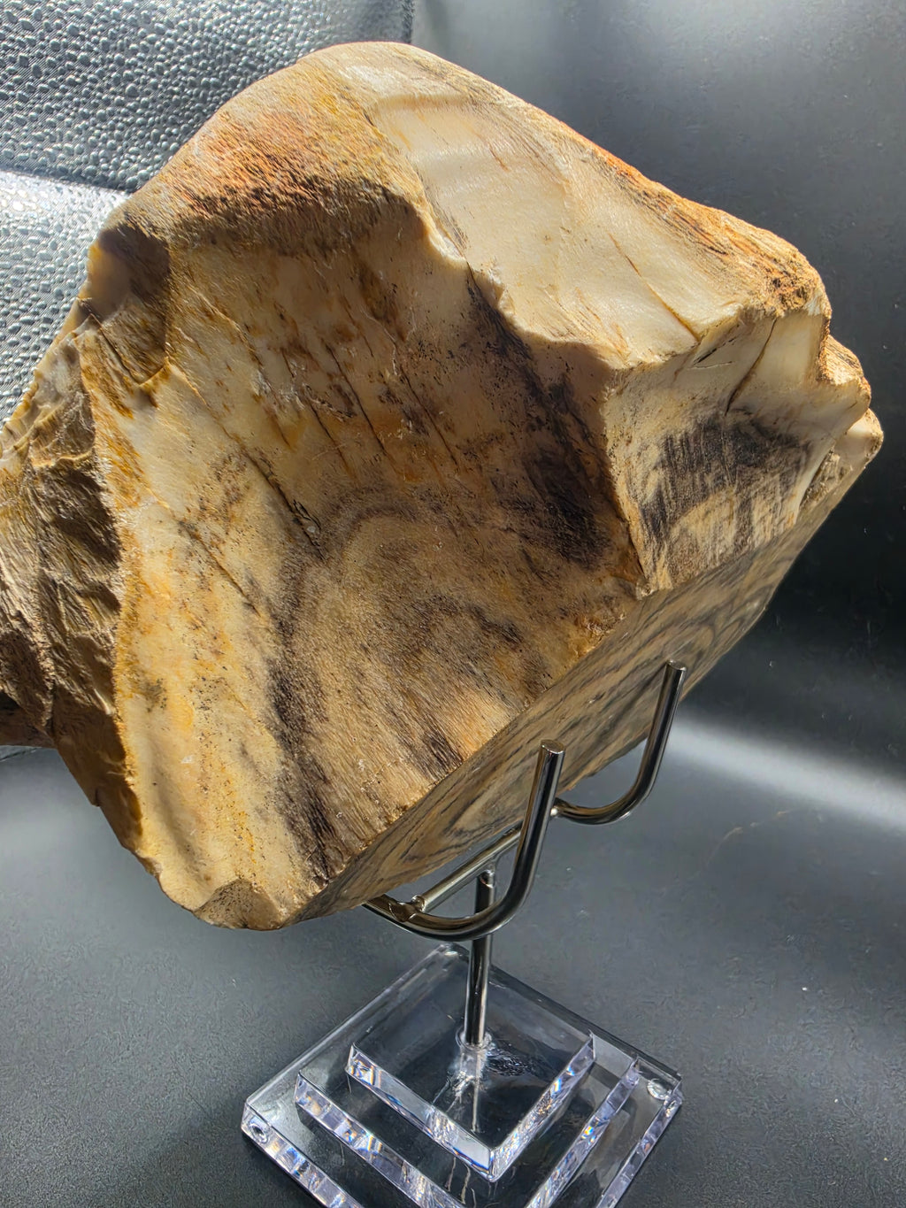 Polished Petrified Wood – Gascoyne, WA