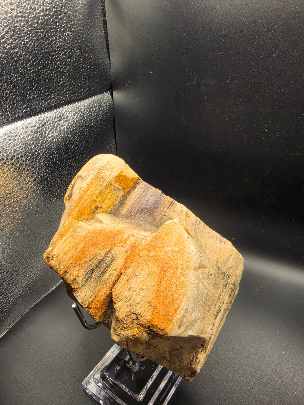 Polished Petrified Wood – Gascoyne, WA