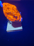 Sodalite and Calcite from Mont Saint Hilaire, Canada, 473 ct