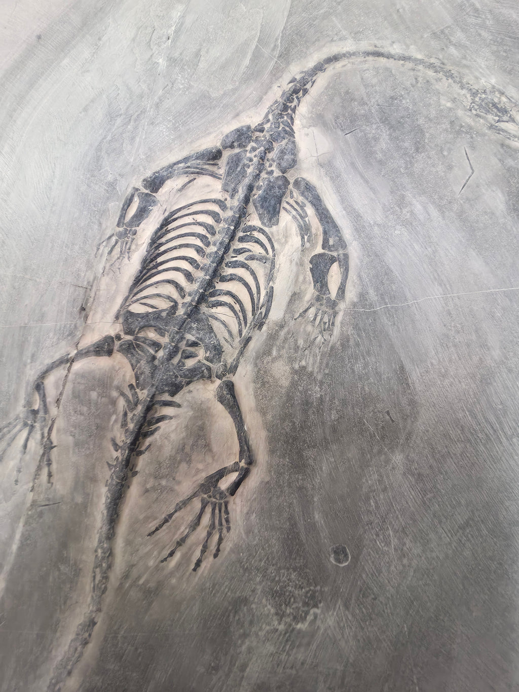 Keichosaurus Fossil, Jialingjiang Formation, Sichuan Basin, China