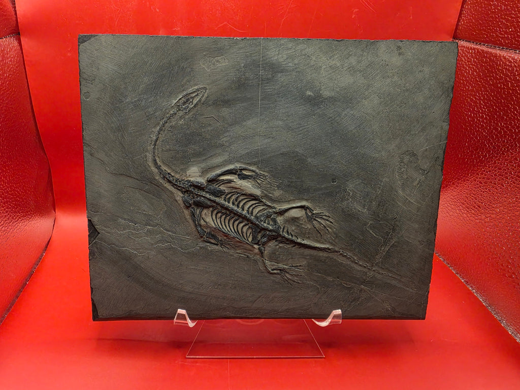 Keichosaurus Fossil, Jialingjiang Formation, Sichuan Basin, China