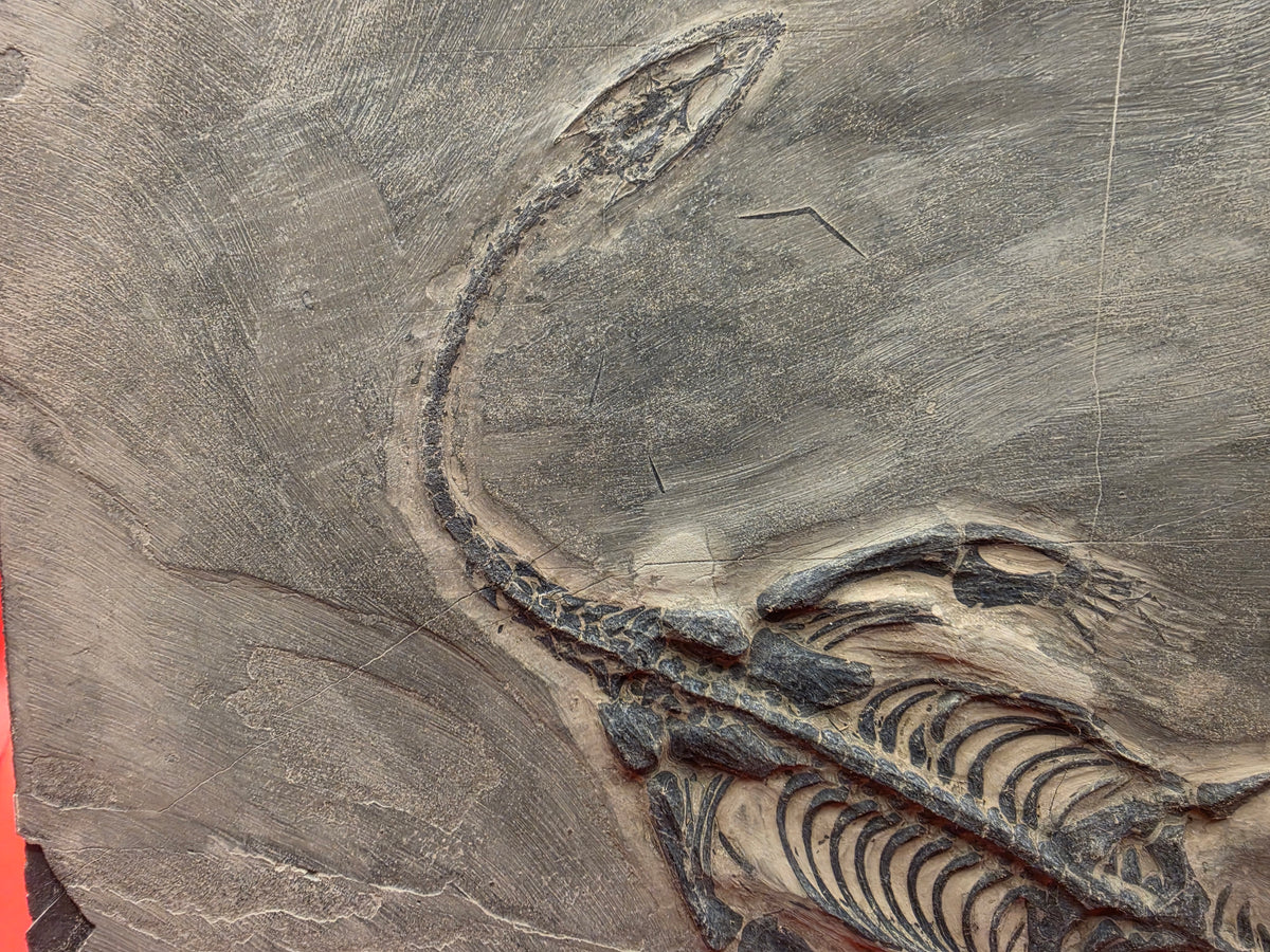Keichosaurus Fossil, Jialingjiang Formation, Sichuan Basin, China