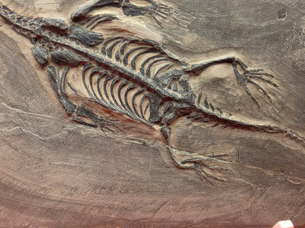 Keichosaurus Fossil, Jialingjiang Formation, Sichuan Basin, China