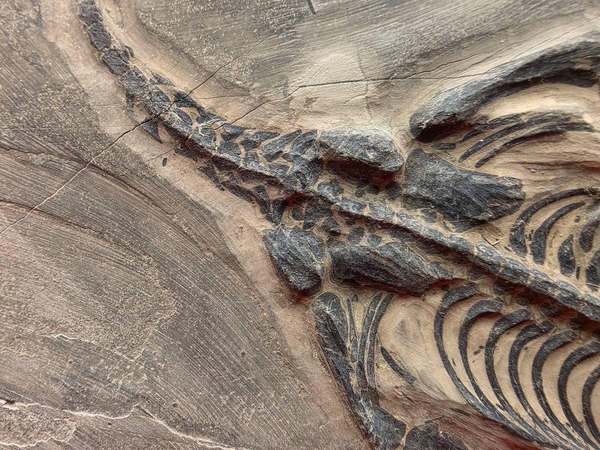 Keichosaurus Fossil, Jialingjiang Formation, Sichuan Basin, China