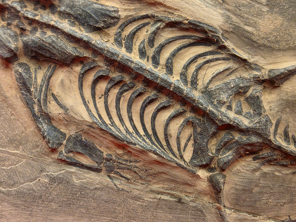 Keichosaurus Fossil, Jialingjiang Formation, Sichuan Basin, China