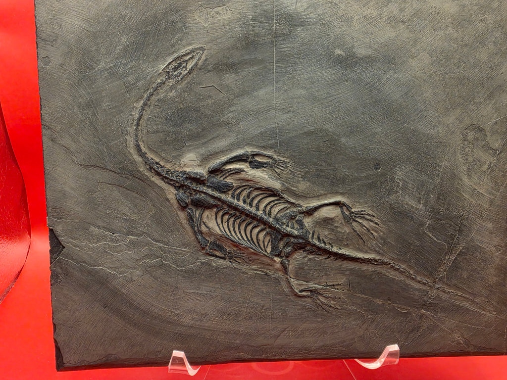 Keichosaurus Fossil, Jialingjiang Formation, Sichuan Basin, China