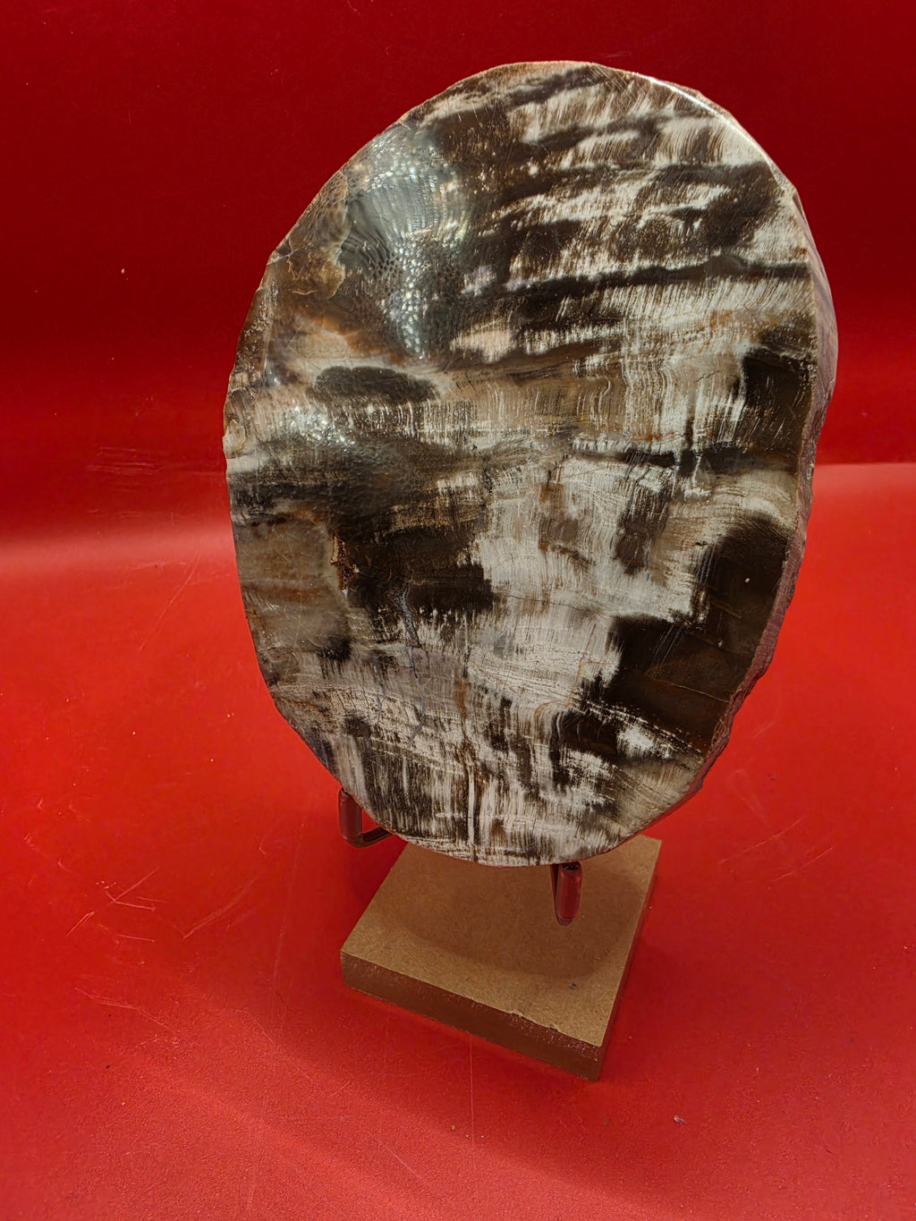 Polished Petrified Wood Slab