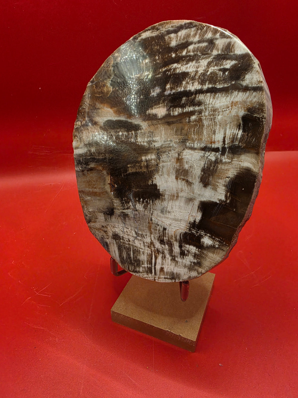 Polished Petrified Wood Slab
