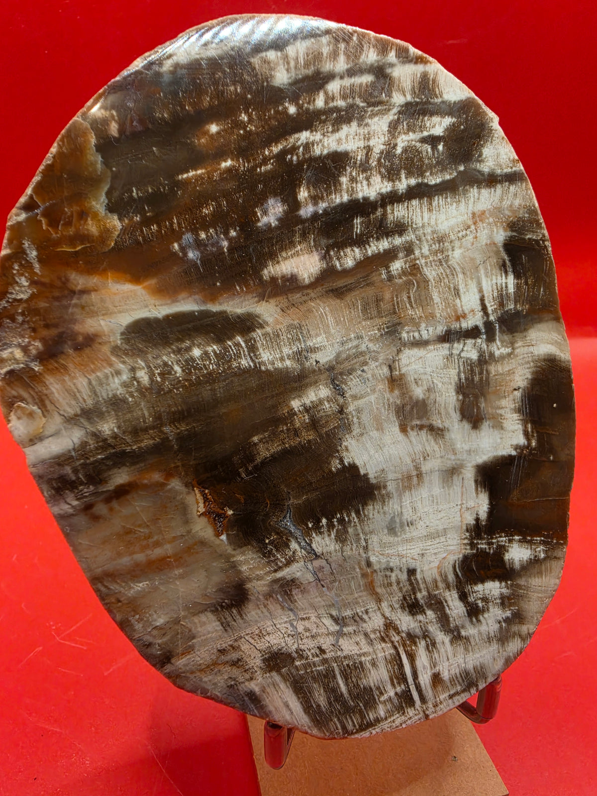 Polished Petrified Wood Slab